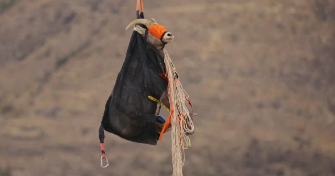 Bighorn lambs spotted after rescue from disease threat that decimated Bighorn lambs spotted after rescue from disease threat that decimated Texas herds